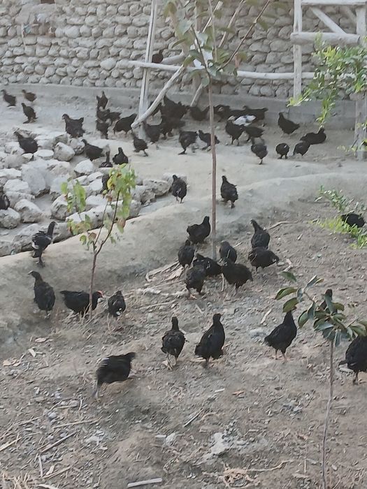 Andijon aqratovuq jo‘jalari sotiladi