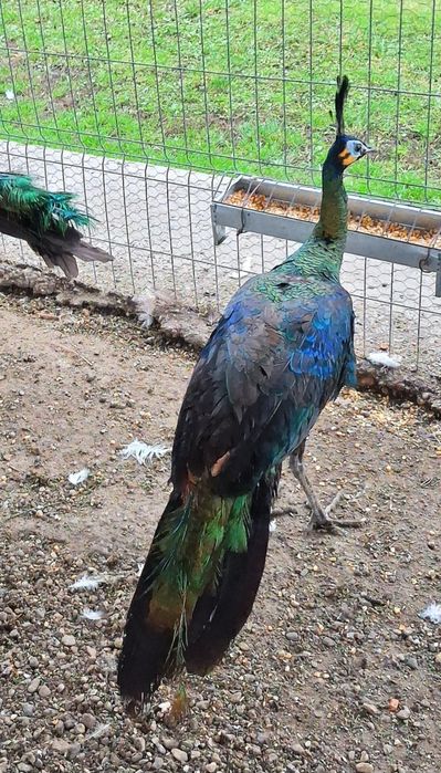 Masculi de  Verde, Java-Muticus !