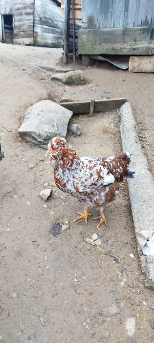 De vânzare Ouă de găină moțate pentru incubat