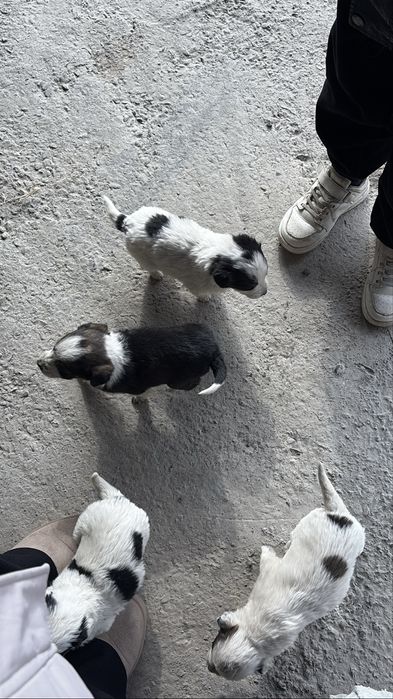 Отдам даром щенят в добрые руки