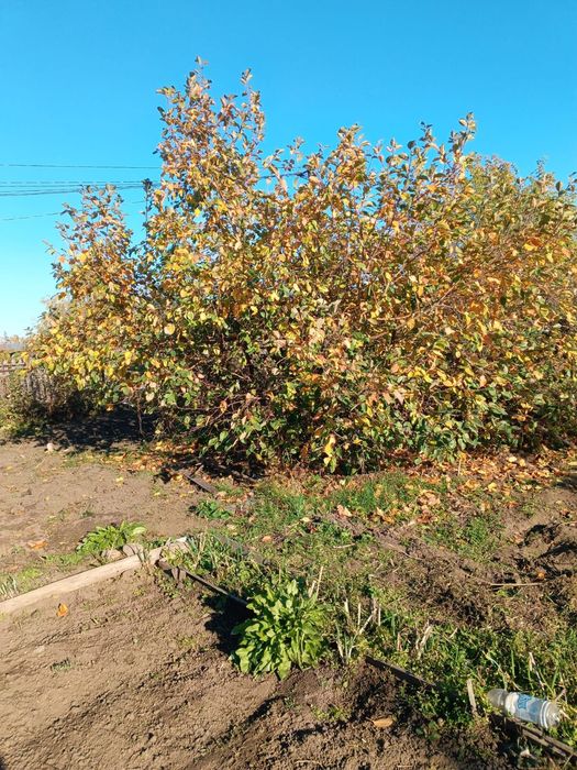 Продам Дачу в хорошо состоянии