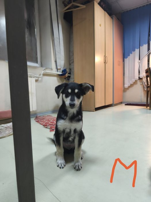 Бесплатно отдам щенка