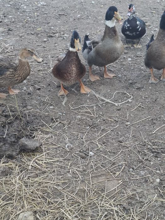 Продам Утка башкирская пекинская