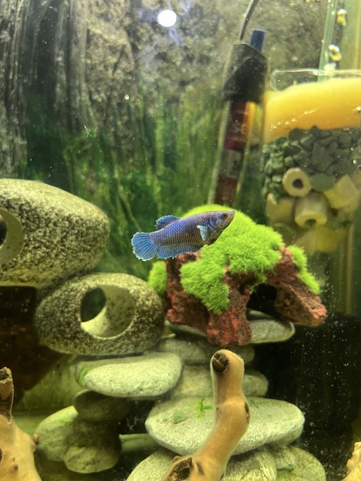 Петушки: самки и самцы молодые