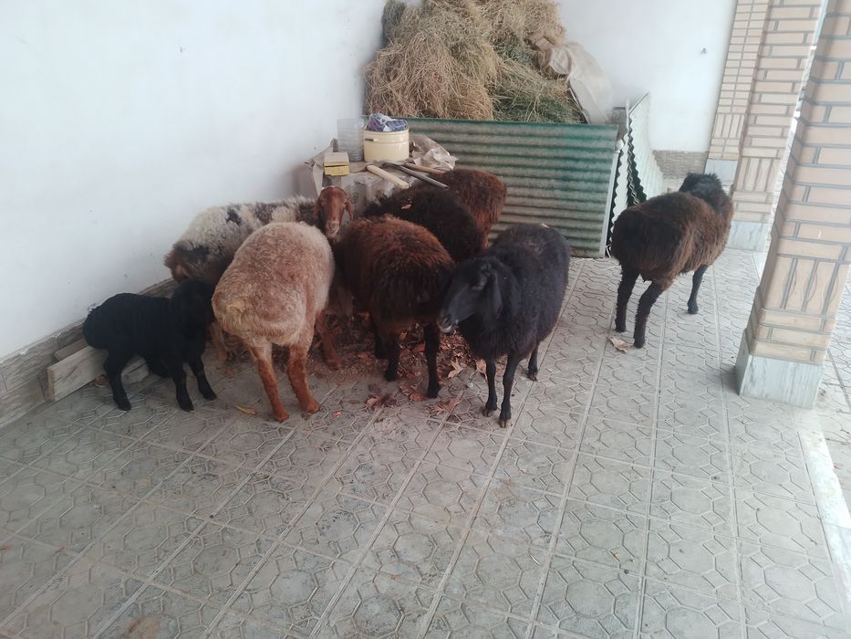 Куйлар сотилади .