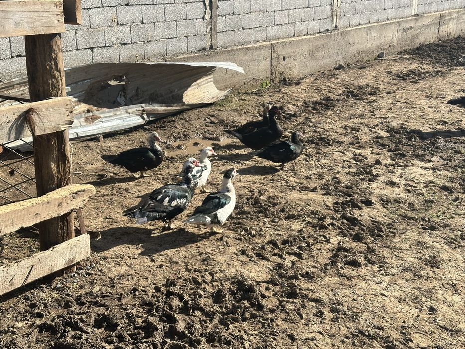 Продам Индоуток 1 самец 6 самок