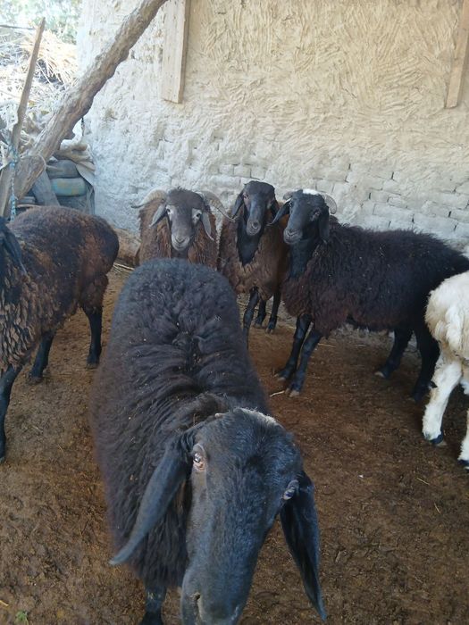 Navoiy Qo'chqorlar sotiladi. Suyib ham beriladi.