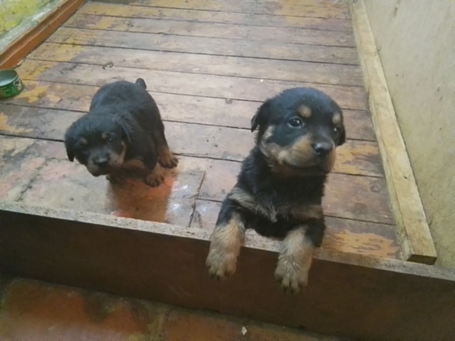 Ротвейлер продам