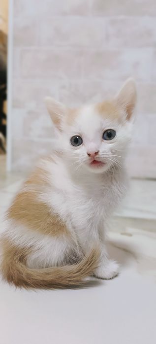Отдам котенка в добрые руки
