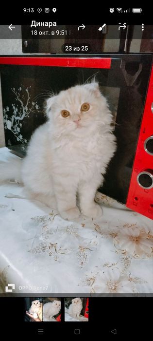 Сотилади скоттиш фолд