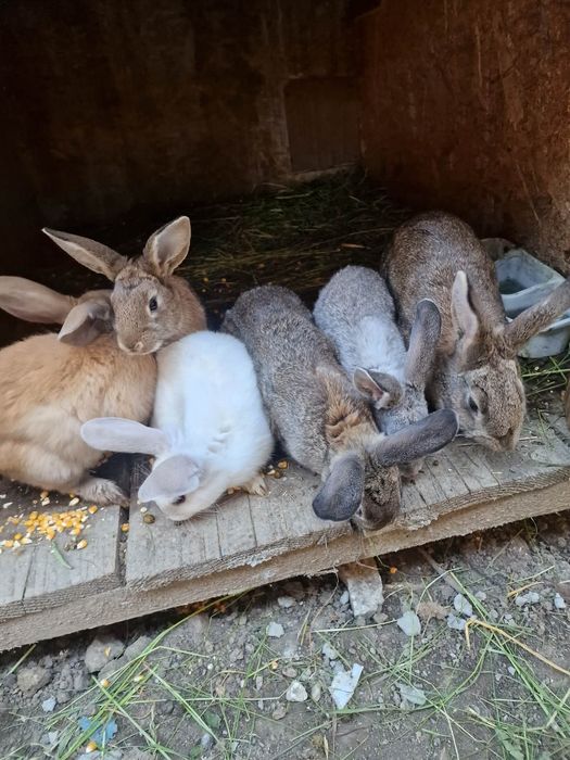 Vand iepuri rasa mixta