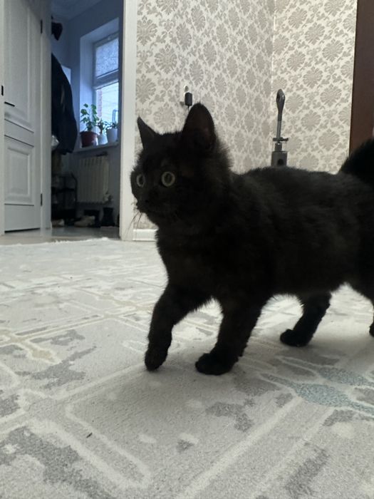 Котеноек прям в добрые руки