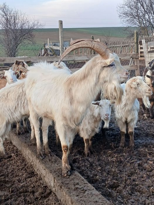 Tap sannen de vânzare