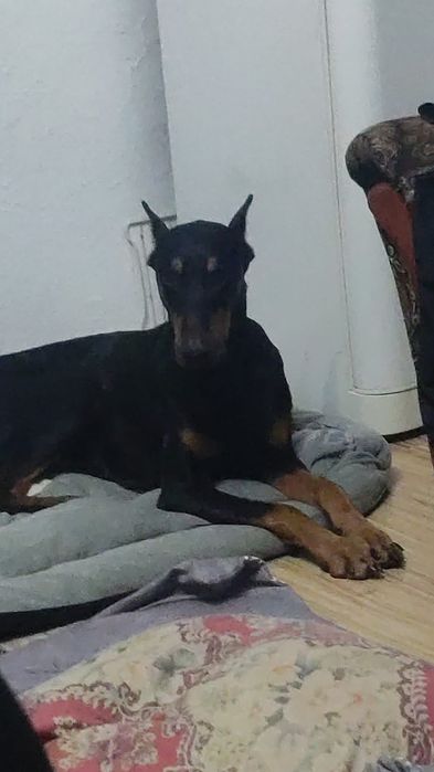 Отдам на передержку на 20 дней