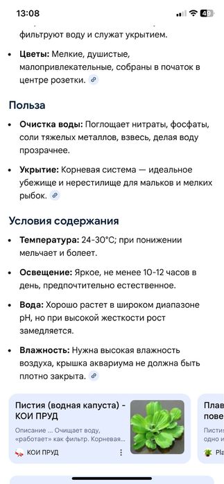 Пистия аквариумная