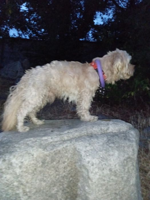 Балонка на вяску