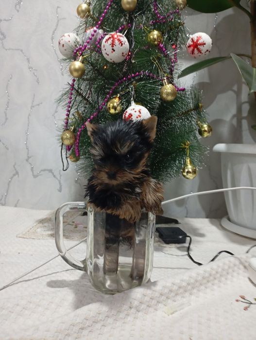 Продам щенков Йоркширский терьер