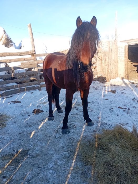 Айгыр сатылады 6 жасар