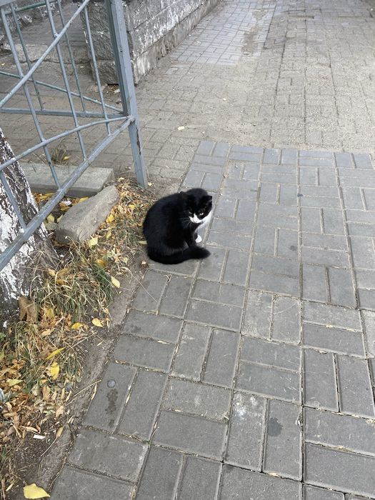 Ищем дом бездомной  кошке
