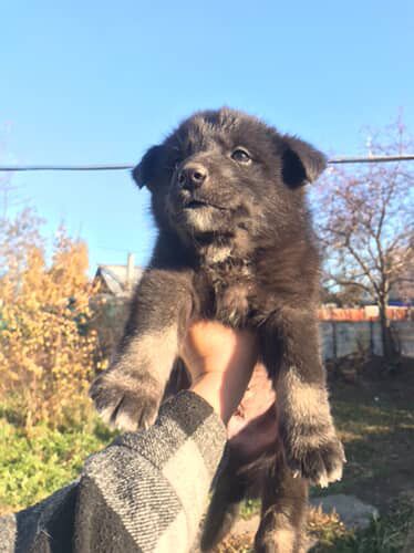 Отдадим щенков в добрые руки