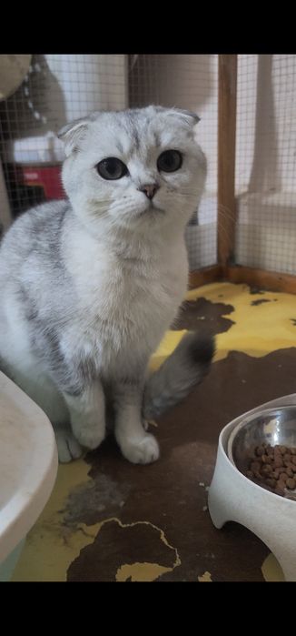 Зоттор британ киз мушук