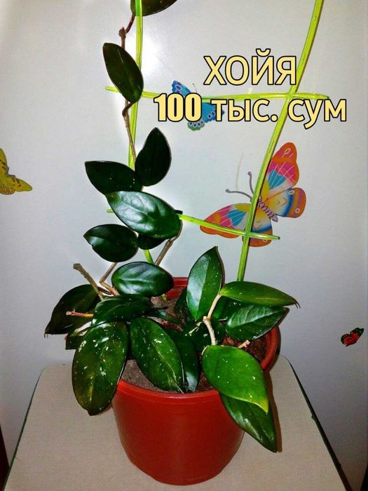 Комнатные цветы .