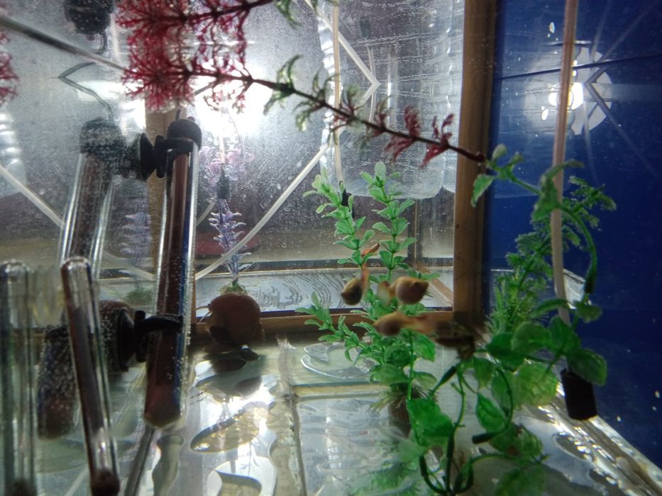 Продам рыбок гуппи