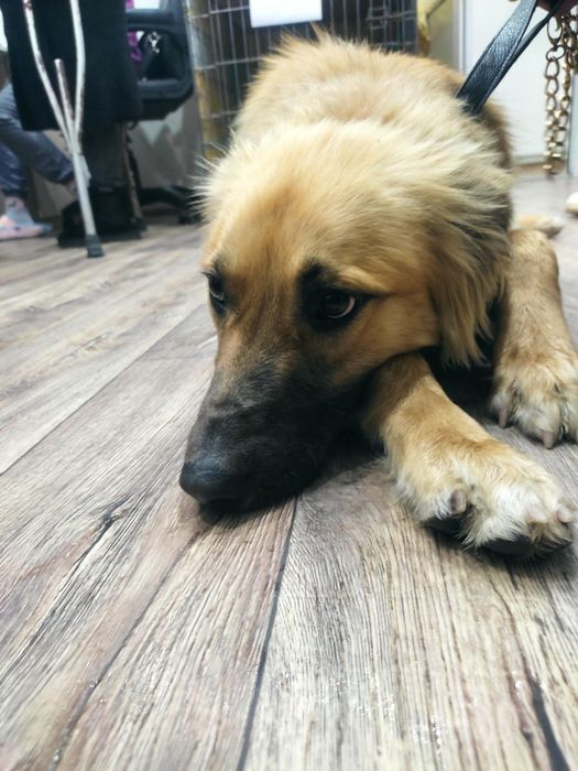 Молодой красивый кобель