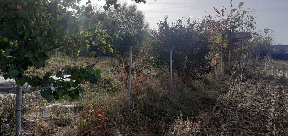 Teren de vanzare 3200 mp in Oarda de Jos str Pepinierei