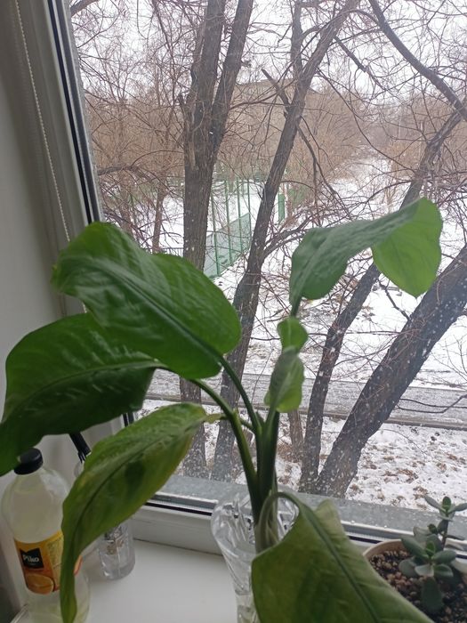 Комнатный цветок диффенбахия