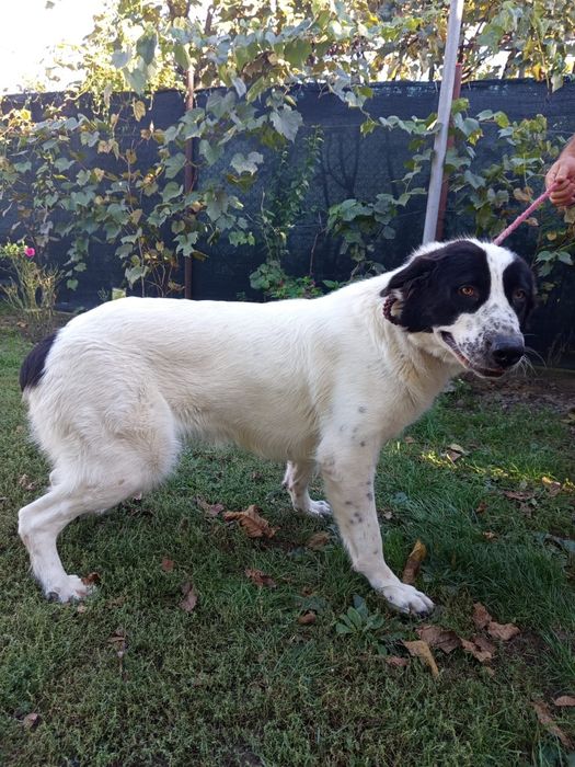 Ciobănesc de Bucovina