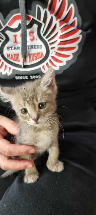 Отдам милого котёнка в добрые руки.