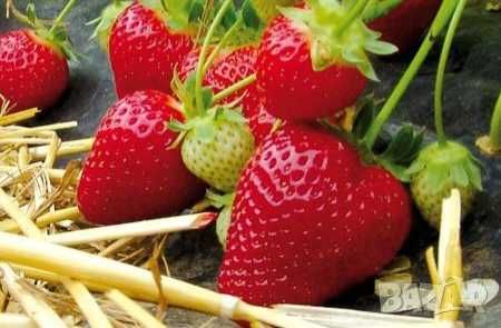 Продавам сорени целогодишни ягоди сорт Селва и Остара