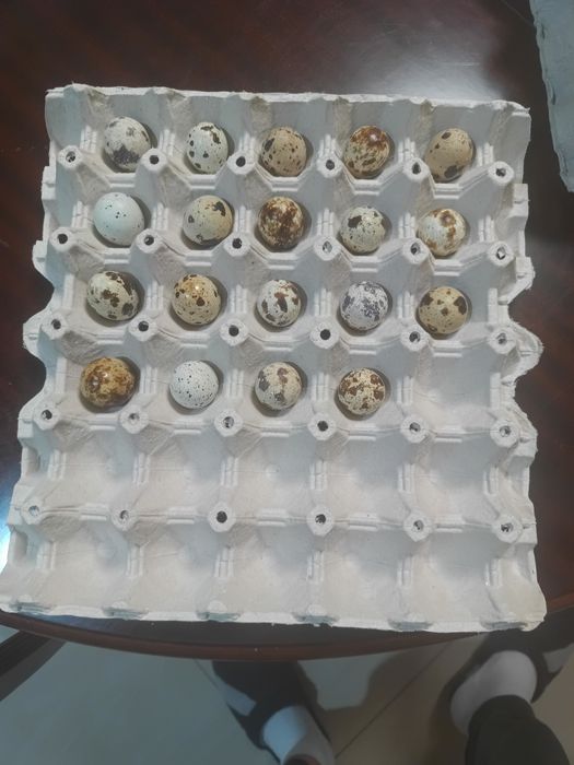 Oua de prepeliță polare pentru  incubat  vând și pui sau mature