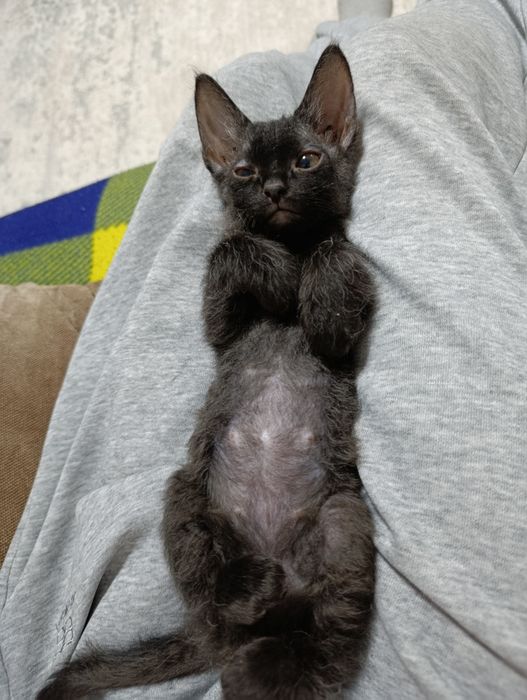 Отдам котёнка в добрые руки