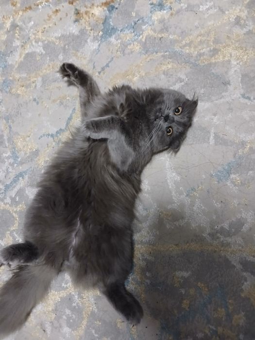 Шотландский вислоухий кот