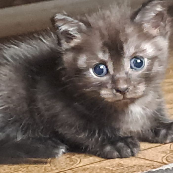 Отдам котят в добрые руки