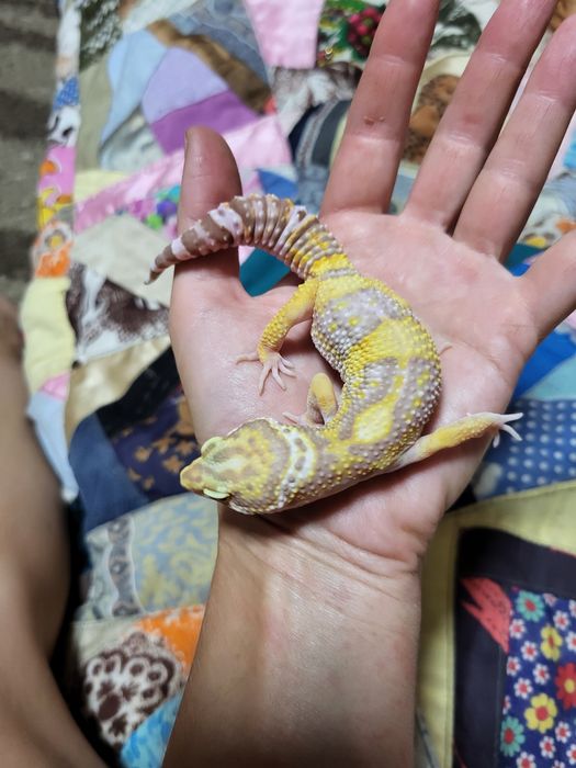 Эублефар морфы Tremper Albino