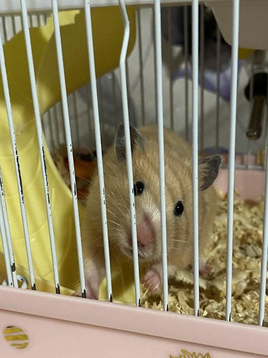 Продам сирийского хомяка