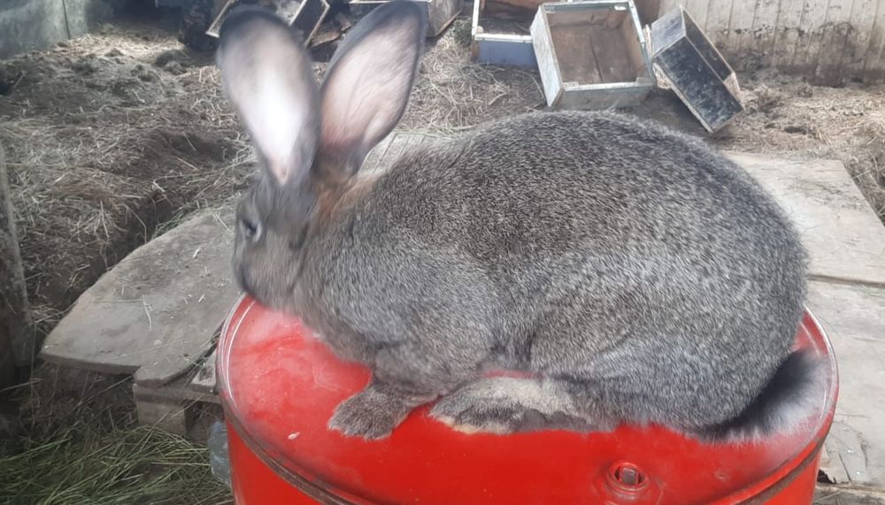 Продаю кроликов, самок и самцов