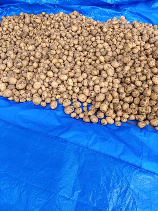 Картофель. Картошка продам.