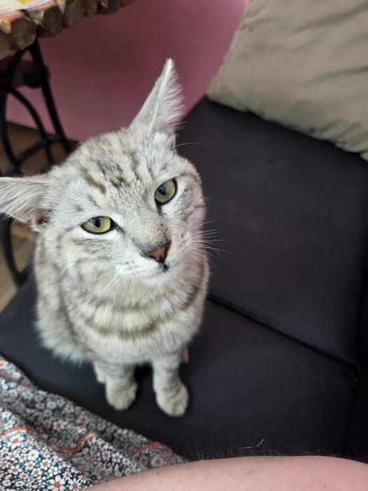 Отдам в добрые руки кот