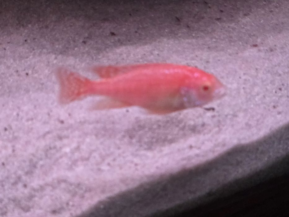 Красная орхидея альбино