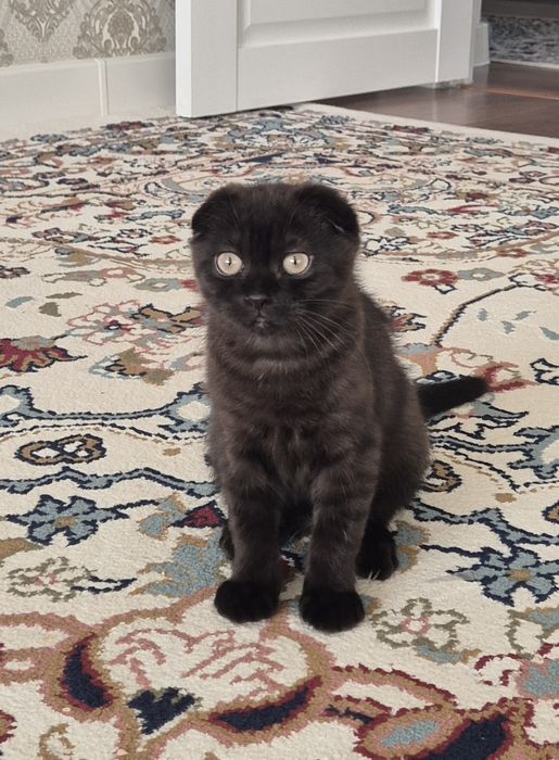 Продам котика шотландец вислоухии