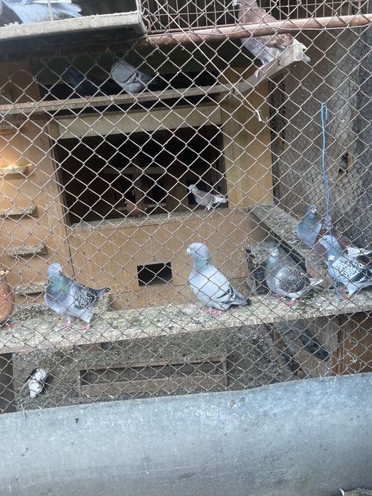 Porumbei de vânzare