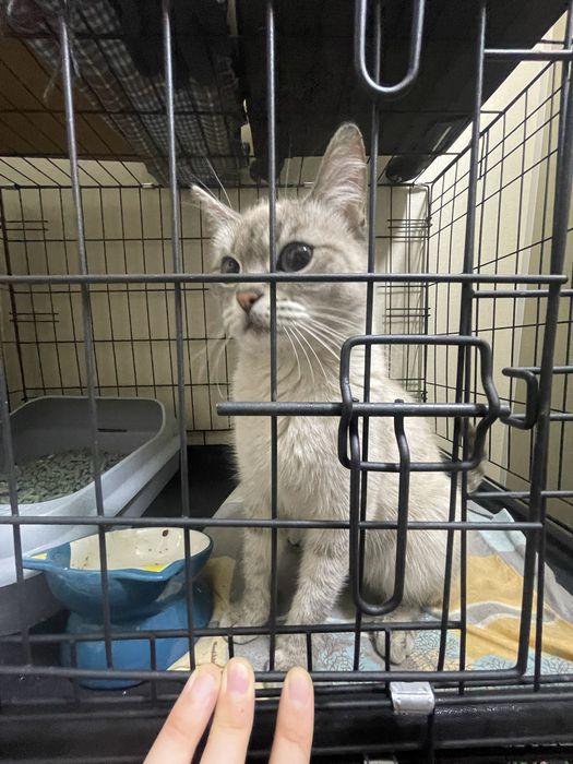 Атсана, пристраивается кошечка!