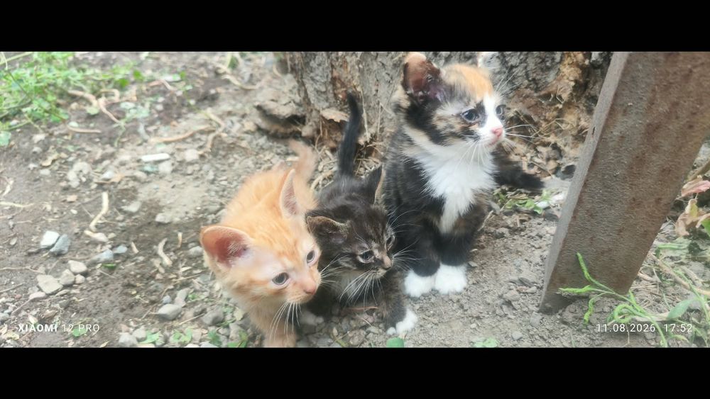 Отдам котят мальчики и девочки