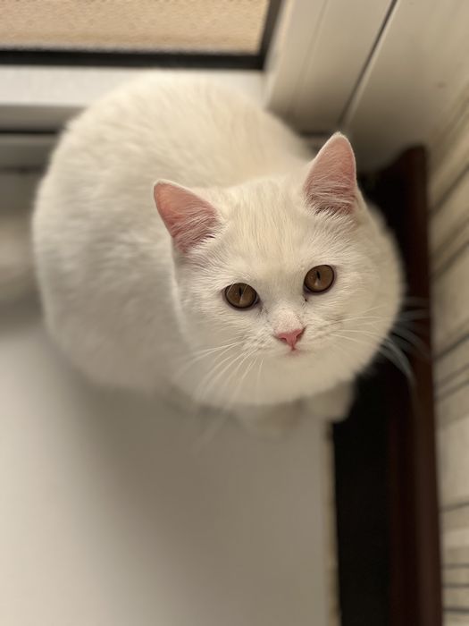 Кошка шотландская Мама и сын