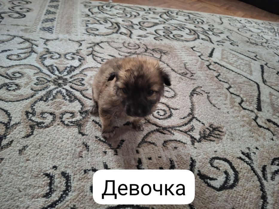 Отдам щенят в добрые руки