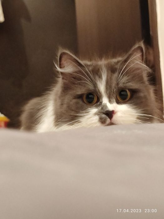 Сибирская красотка